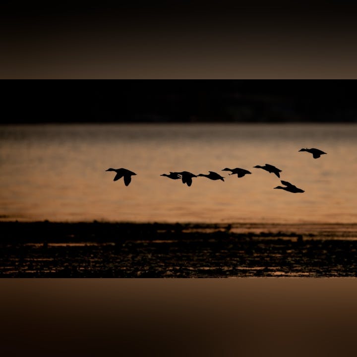 Silhouette of birds flying over water at dusk.
