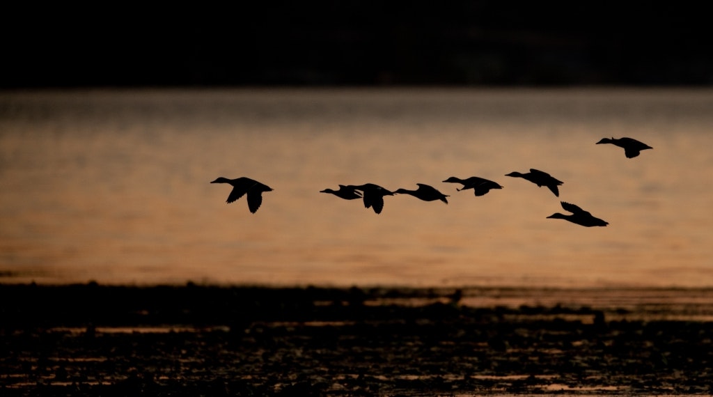 Silhouette of birds flying over water at dusk.