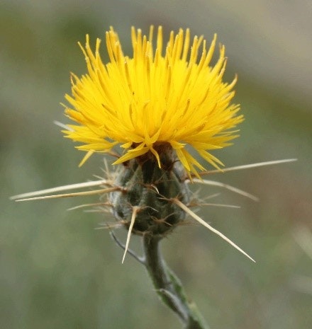 A yellow thistle flower with sharp spines on its stem.