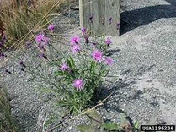 Purple wildflowers by a wooden post, with gravel and grasses around.
