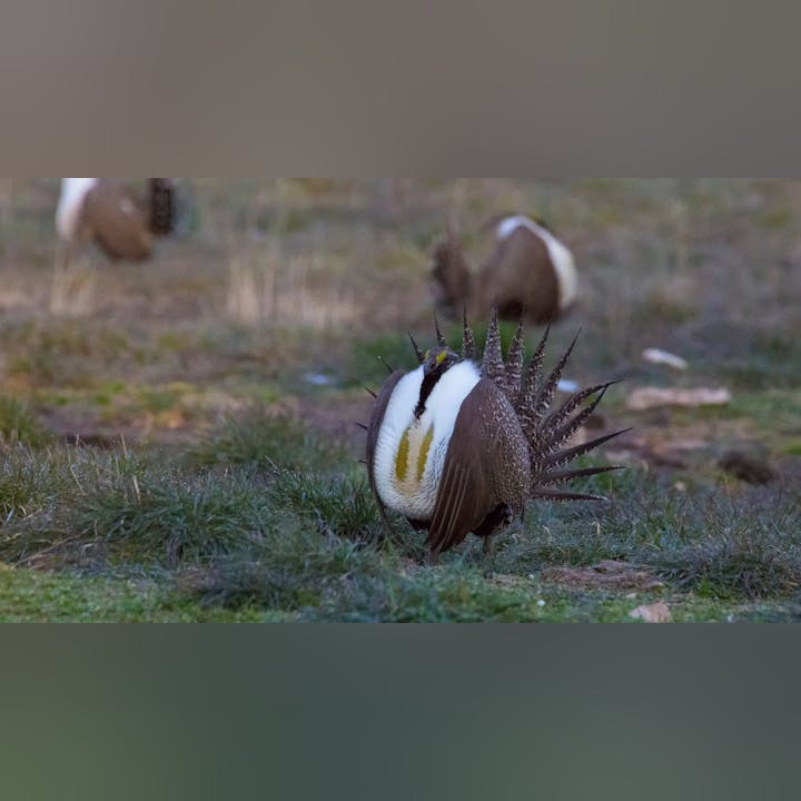 A sage grouse displaying its plumage with others blurred in the background on a grassy field.