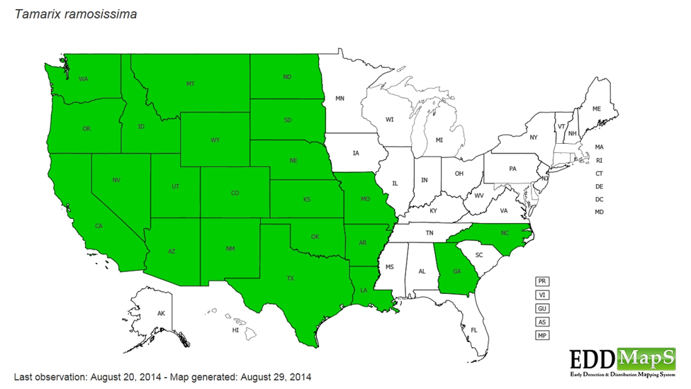 A map depicting the distribution of Tamarix ramosissima (a plant species) across the United States.