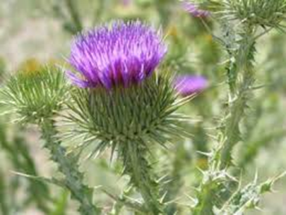A purple thistle flower with spiky green leaves.