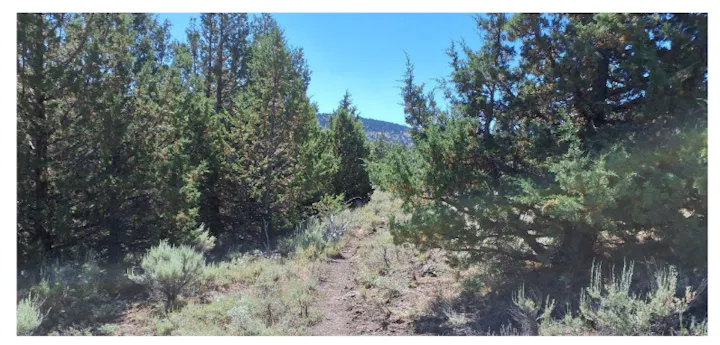 A narrow dirt path surrounded by tall green trees and shrubs in a sunny forested area with distant mountains.