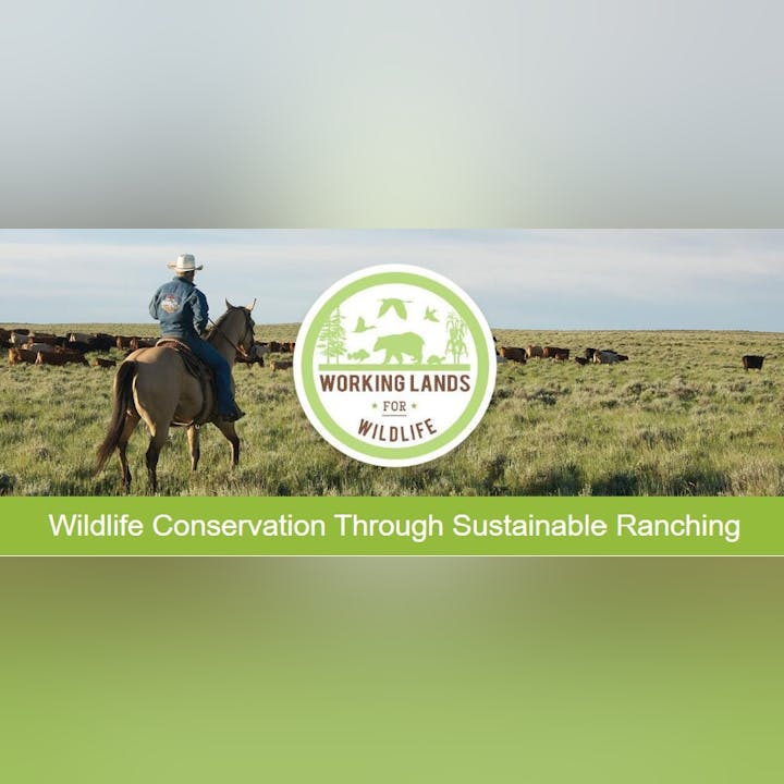 A rider on a horse herding cattle on grasslands with "Working Lands for Wildlife" and "Wildlife Conservation Through Sustainable Ranching" text.
