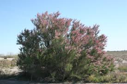 A bush with reddish foliage in a desert-like landscape.