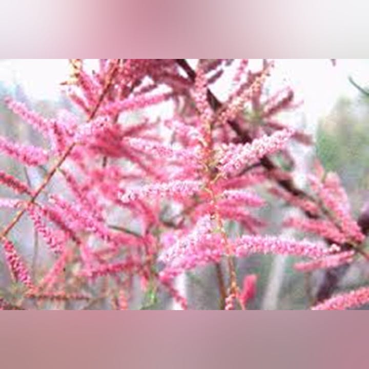 Pink flowering plant with a blurred background.