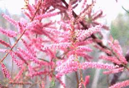 Pink flowering plant with a blurred background.