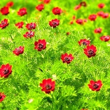 A field of red flowers with green foliage.