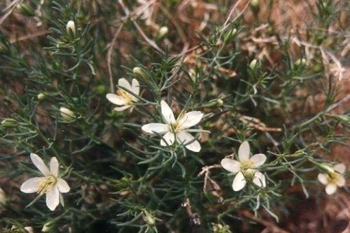 Green shrub with small white flowers.