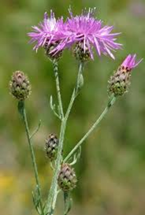 A purple thistle flower with buds on a green stem against a blurred natural background.