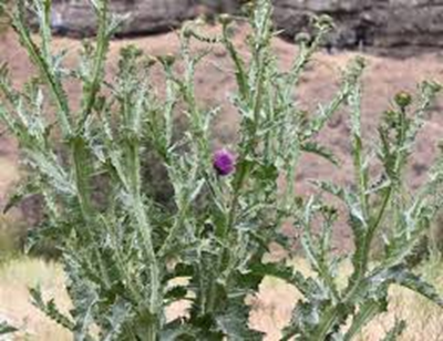 A thistle plant with a purple flower and spiky leaves against a blurred background.