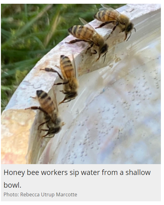 Bees drinking from a bowl.