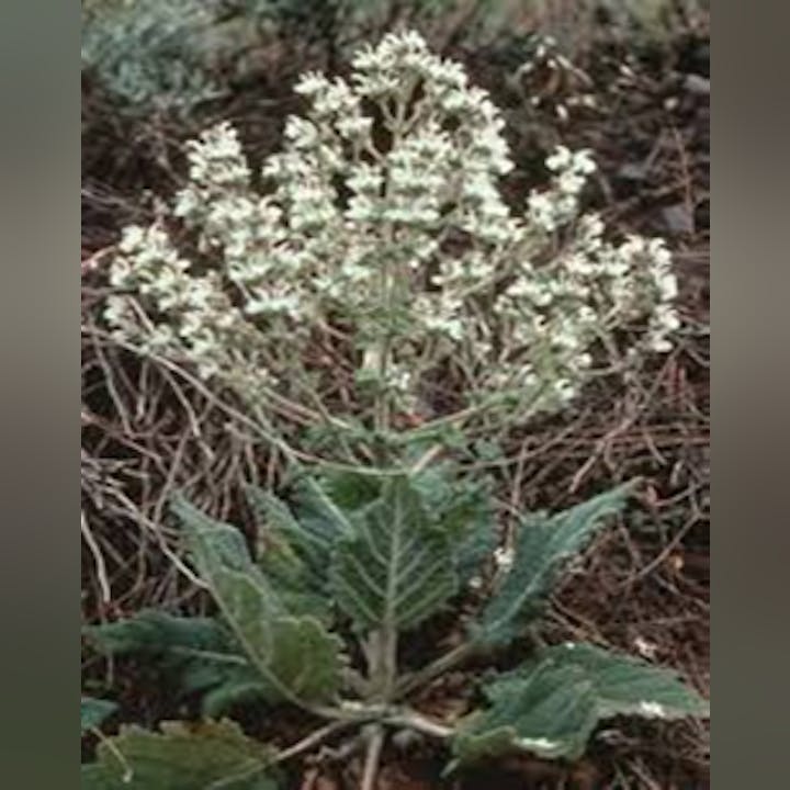 A green plant with broad leaves and clusters of small white flowers.