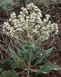A green plant with broad leaves and clusters of small white flowers.