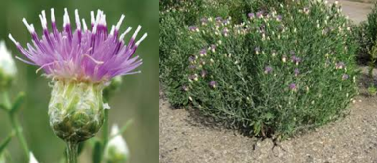 A close-up of a purple thistle flower on the left, and a thistle plant with flowers in a garden setting on the right.
