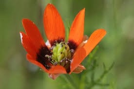 A vibrant orange flower with a green background.