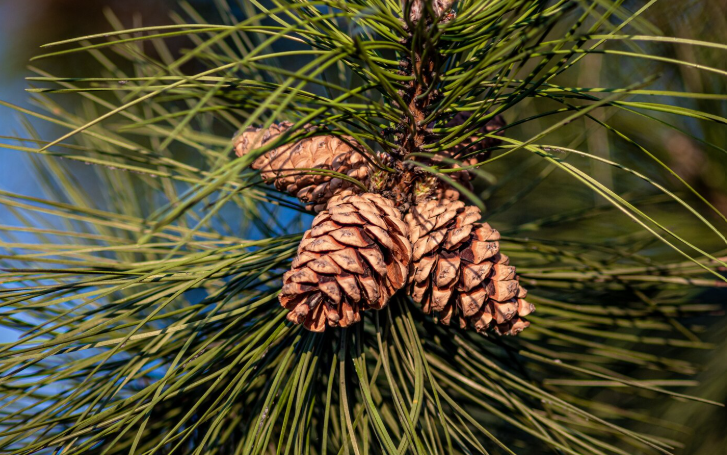 The image features pine cones nestled among green pine needles, showcasing nature's beauty in detail.