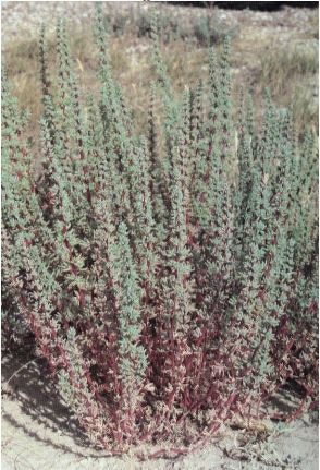 A bushy plant with dense, slender, green-grey leaves, possibly in a dry habitat.