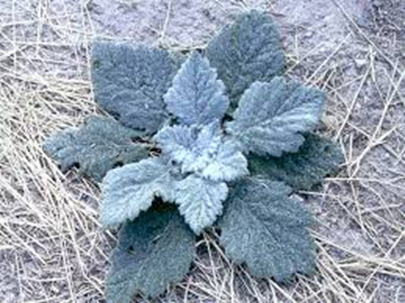 A frost-covered plant with thick leaves on a ground with dried grass.