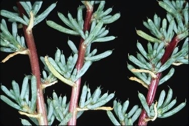 Green needle-like leaves on red stems, possibly a plant or shrub, against a dark background.