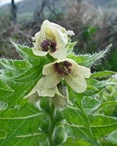Green plant with hairy leaves and two pale yellow flowers with dark centers.