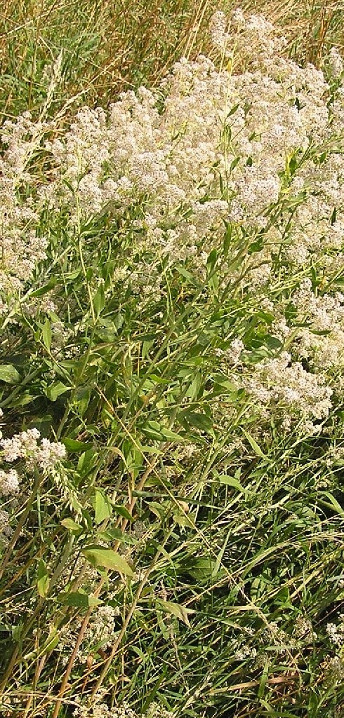 A close-up of a field with dense greenery and clusters of small white flowers.