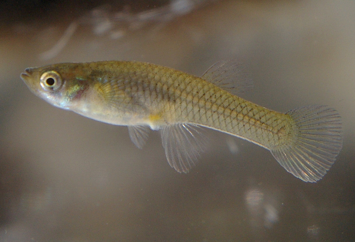 A mosquitofish suspended in water, with a clear view of its fins and eyes.
