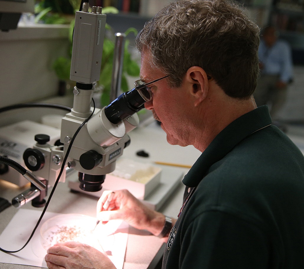 A person using a microscope to examine mosquito specimens.