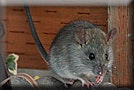 May contain: animal, mammal, rodent, and rat
