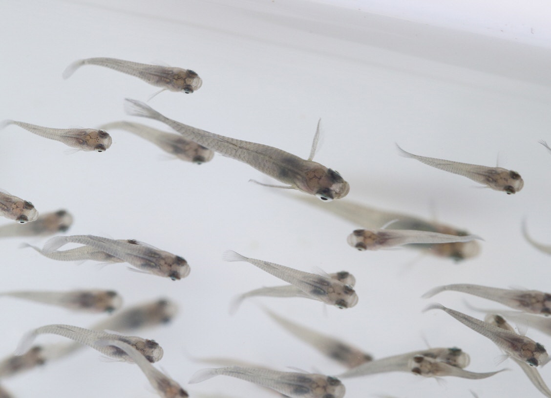 A group of mosquitofish swimming against a light background.