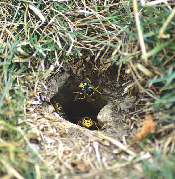 A wasp nest entrance in the ground with multiple wasps visible.