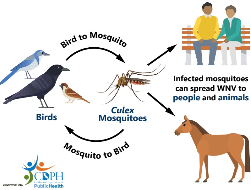 An infographic showing the transmission cycle of West Nile Virus (WNV) involving birds, Culex mosquitoes, humans, and horses.