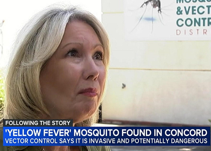 News report on 'yellow fever' mosquito found in Concord; described as invasive and potentially dangerous by vector control.