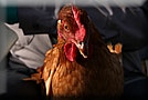 May contain: animal, bird, chicken, fowl, hen, and poultry