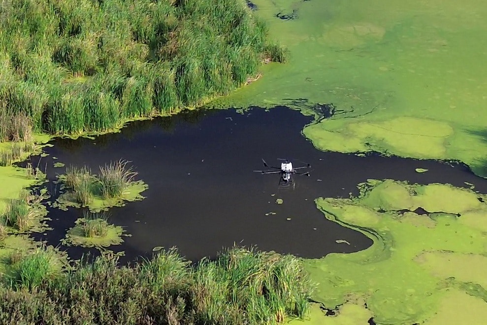 An aerial view of a pond covered with green algae and reeds, featuring a drone resting on the water's surface.