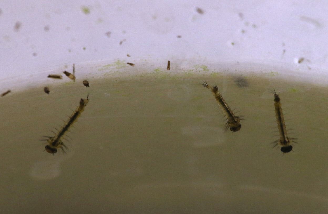 Mosquito larvae swimming in water.