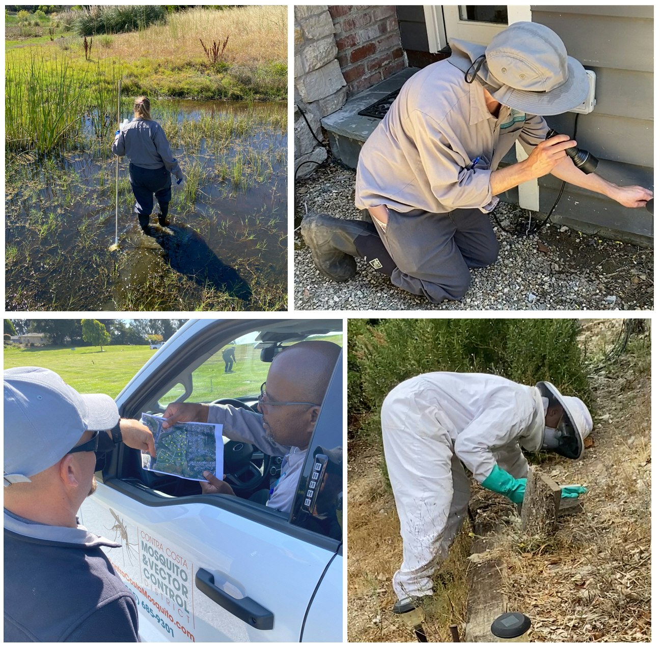 Four images showing people engaged in fieldwork, possibly related to mosquito and vector control tasks.