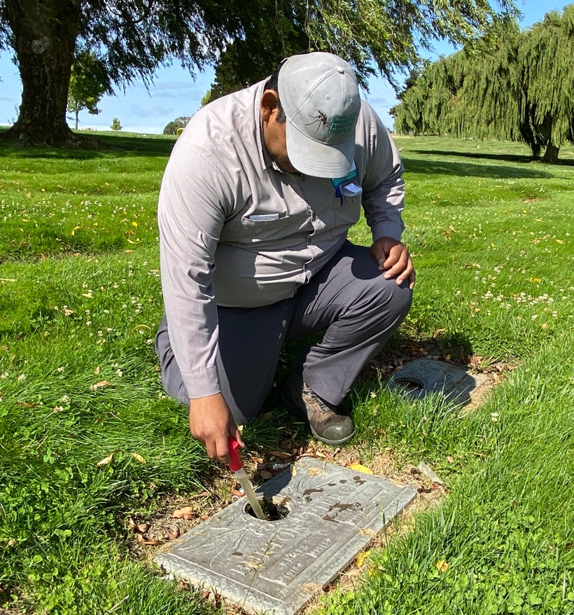 A person crouching and inspecting a cemetery headstone for mosquitoes.