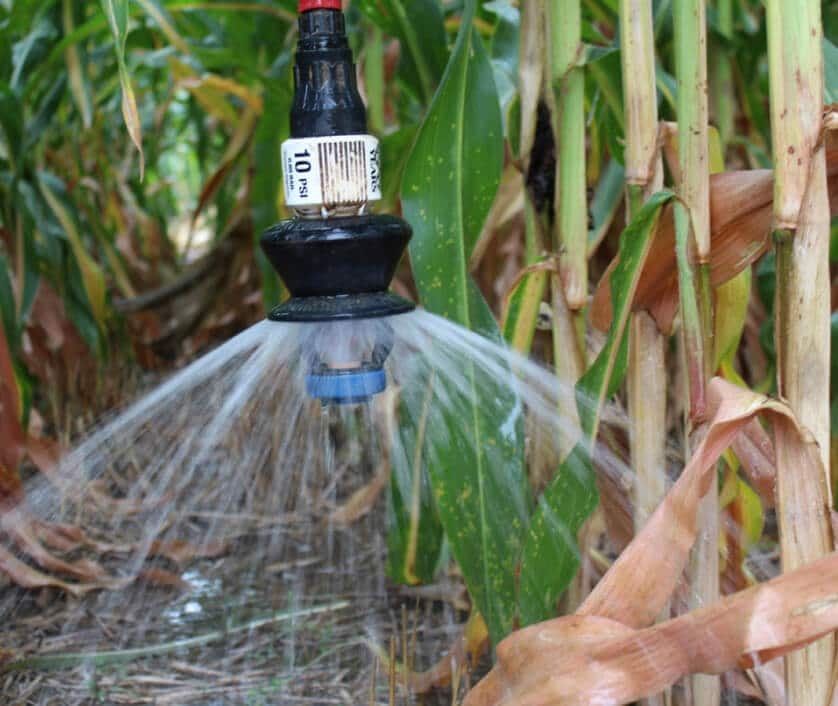 A sprinkler irrigating a field of corn plants with a spray of water.
