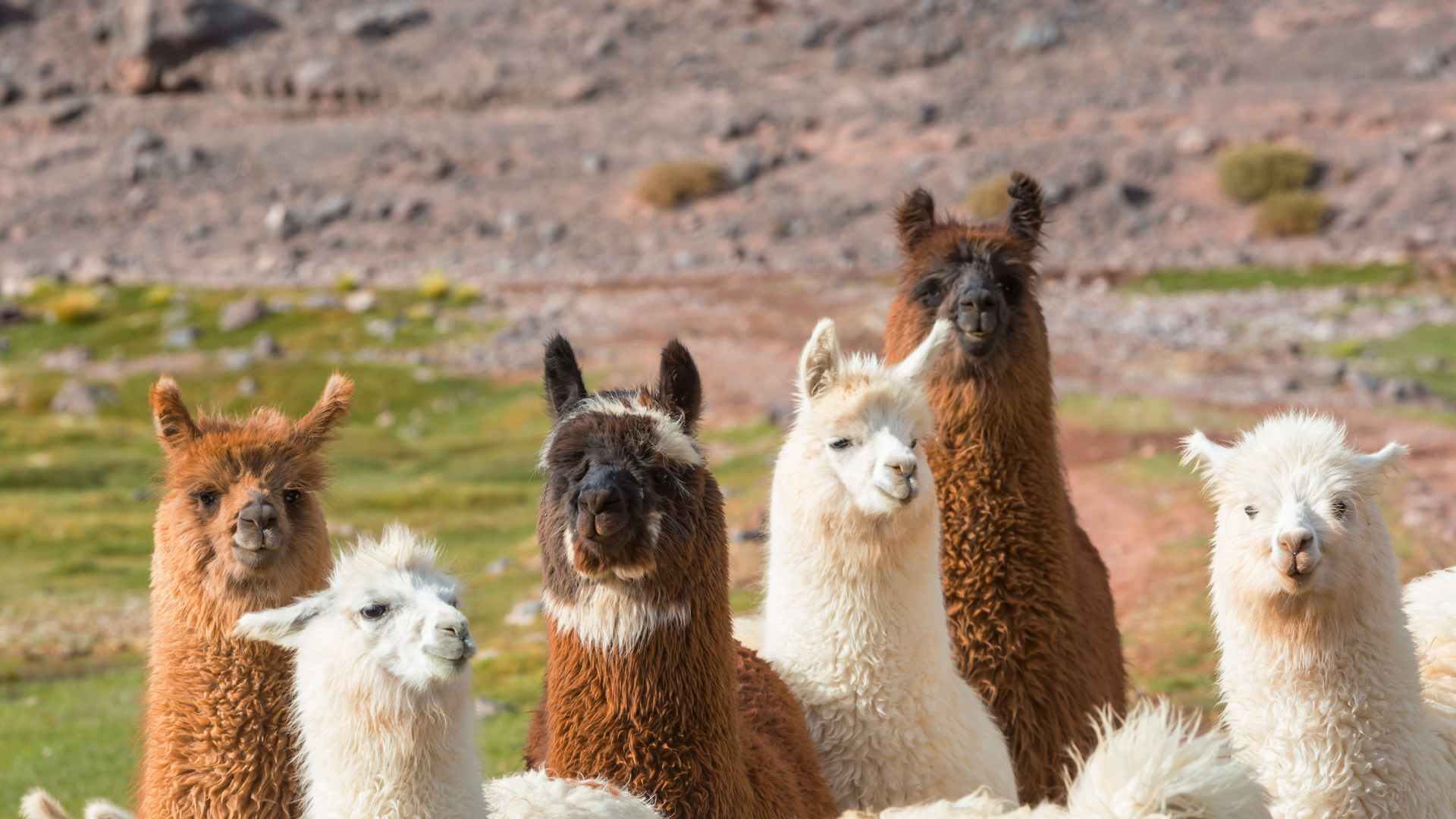 A group of six llamas, showcasing various fur colors, stand together in a grassy field with rocky terrain in the background.