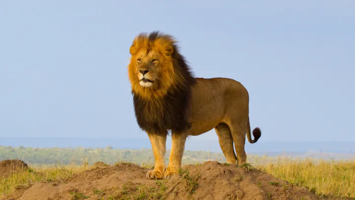 A majestic lion stands on a mound, surveying its surroundings against a blue sky and grassy landscape.