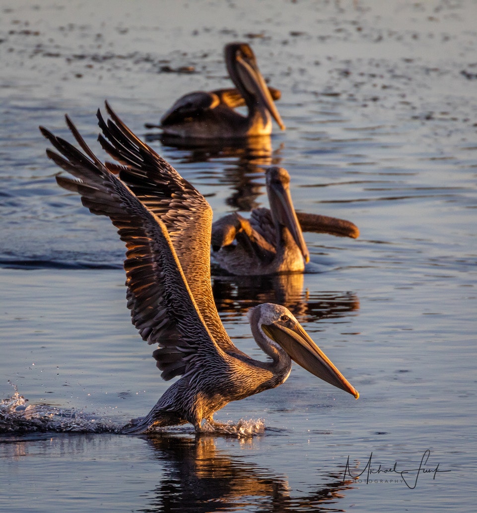 May contain: bird, animal, and pelican. Photo by Michael Funk.