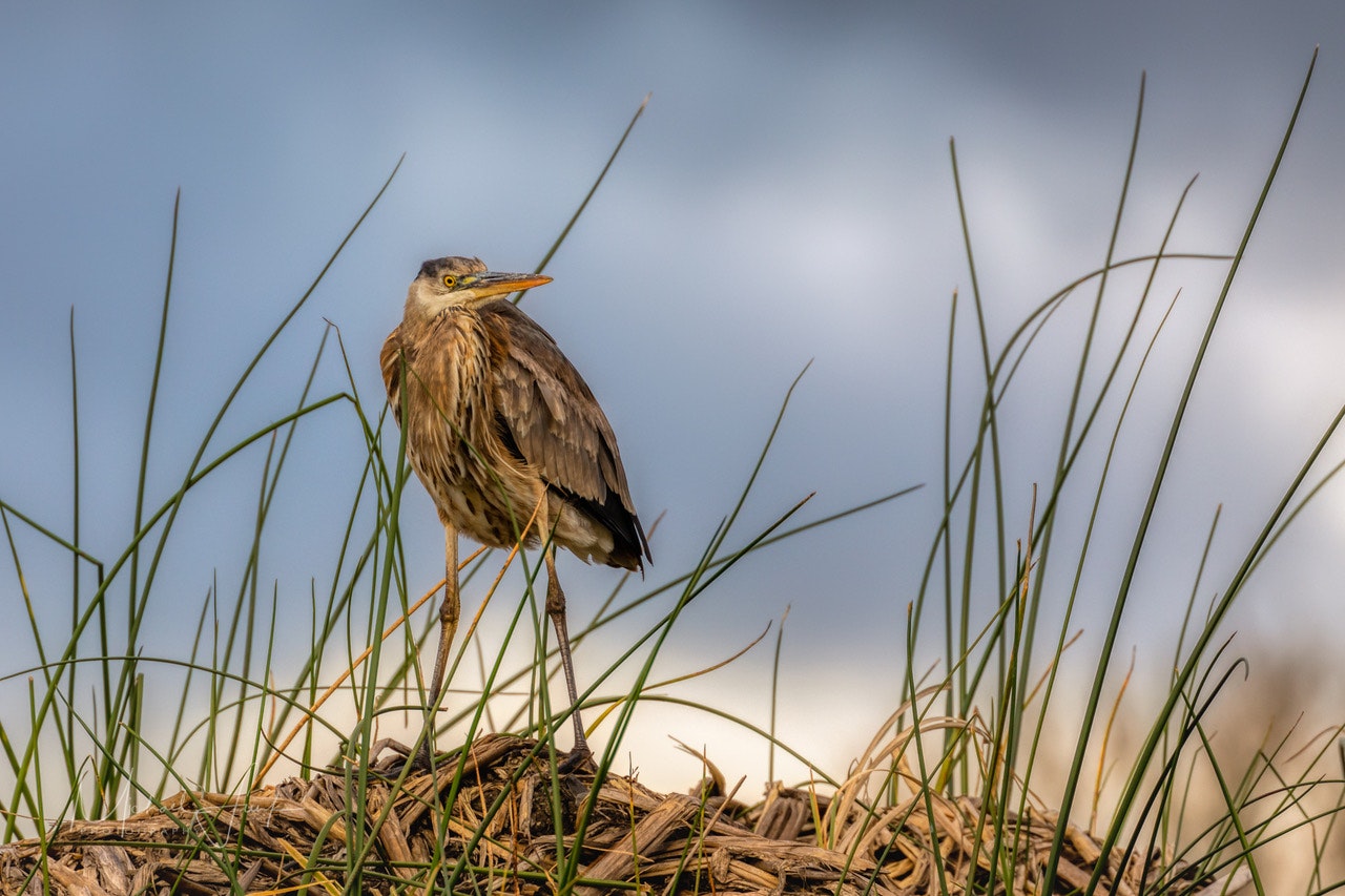 May contain: animal, bird, plant, grass, and waterfowl. Photo courtesy of Michael Funk.