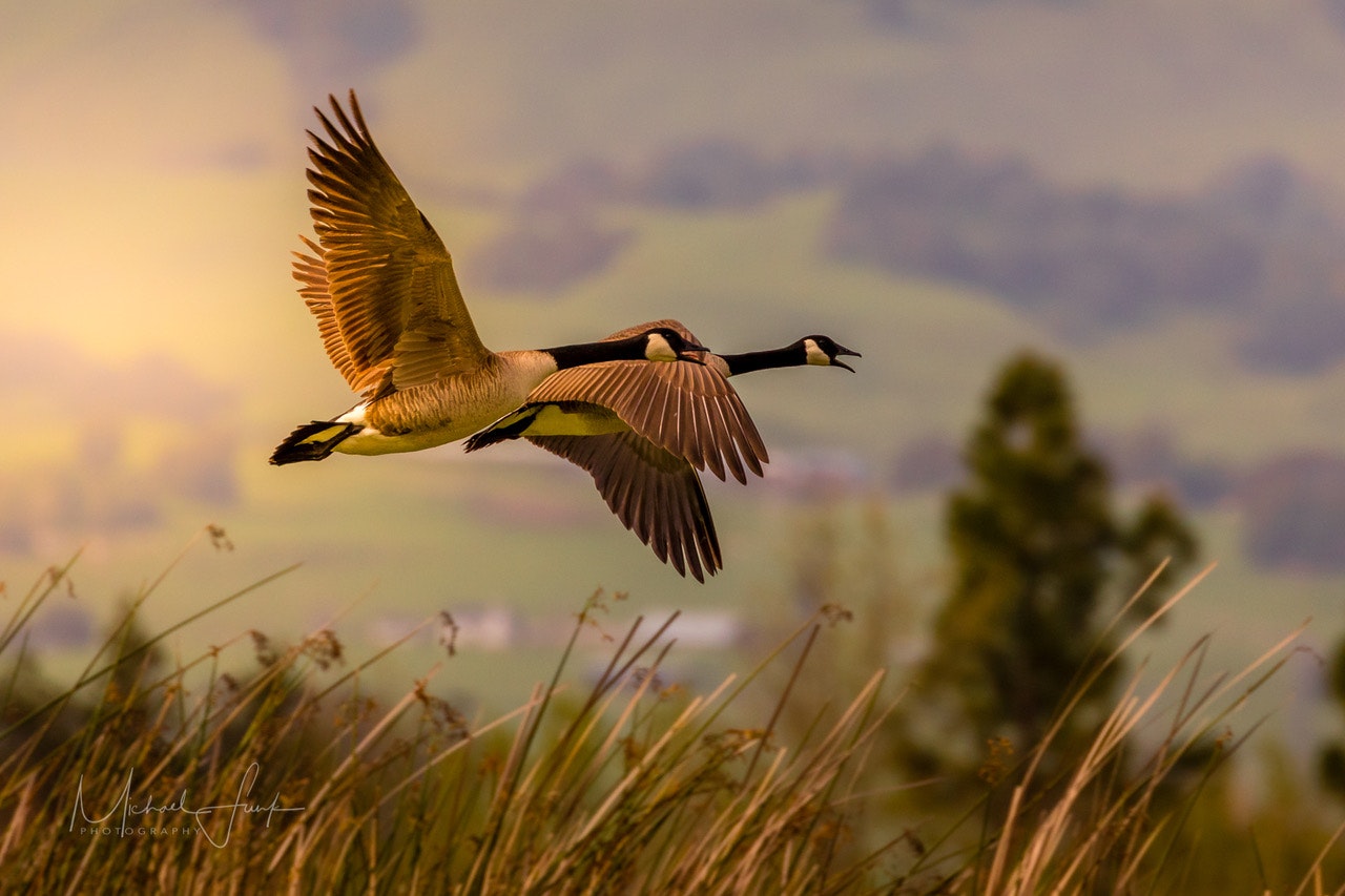 May contain: bird, animal, and flying. Photo by Michael Funk Photography.