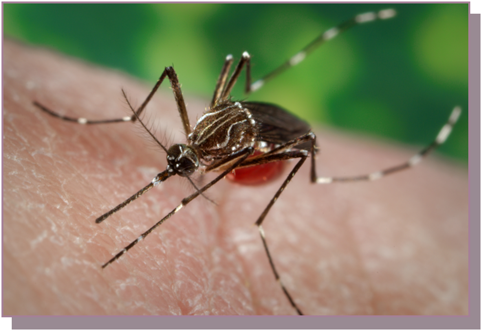 May contain: animal, insect, invertebrate, and mosquito