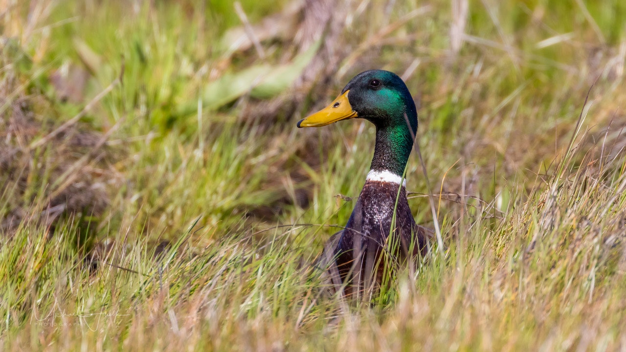 May contain: animal, bird, waterfowl, mallard, duck, and teal. Photo by Michael Funk.