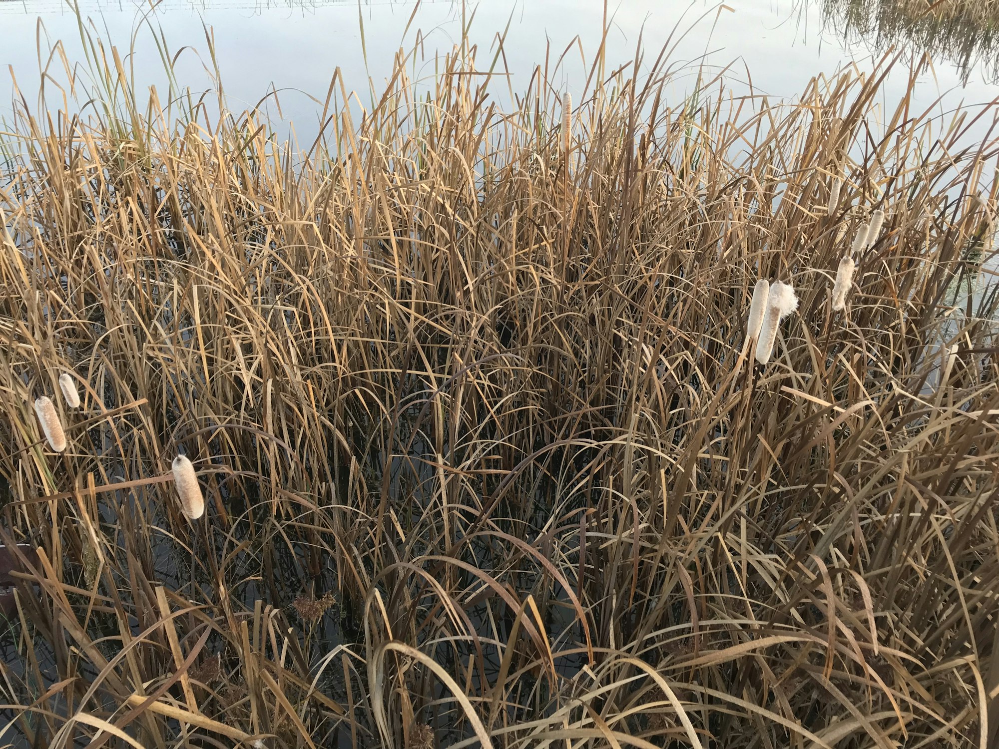May contain: plant, grass, lawn, and reed