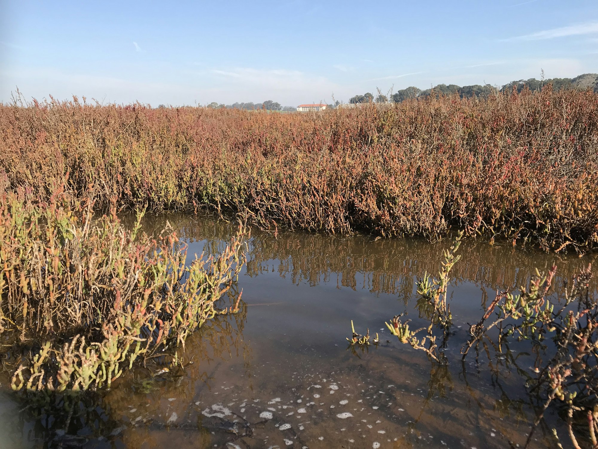 May contain: outdoors, land, nature, water, bog, marsh, and swamp