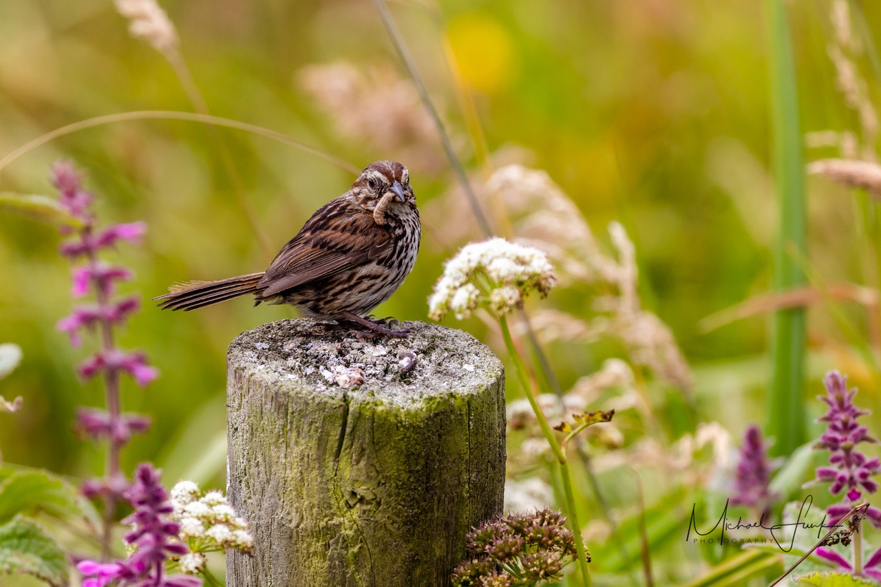 May contain: bird, sparrow, animal, and anthus. Photo by Michael Funk Photography.